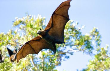 Saiba o que fazer ao encontrar morcegos mortos ou debilitados