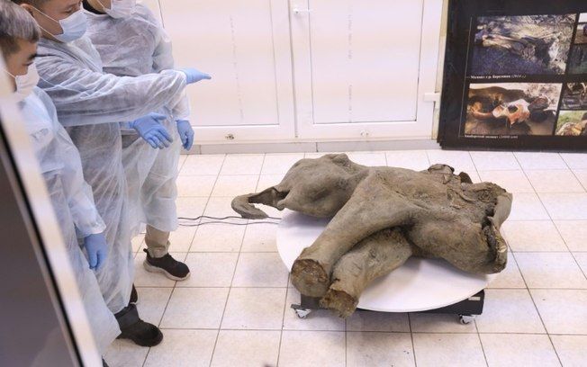 Rússia exibe pequeno mamute quase intacto de mais de 50.000 anos