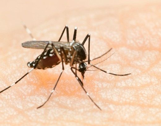 Dengue: quais são os sintomas, quando é hora de buscar um hospital e outras 6 dúvidas sobre a doença