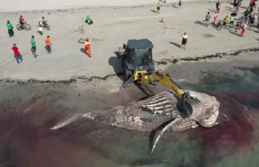 Em parceria com o Instituto Biota, Alurb remove baleia encontrada morta na Praia de Ponta Verde