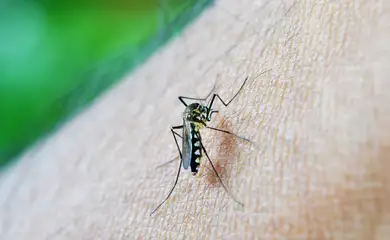 Brasil ultrapassa meio milhão de casos prováveis de dengue