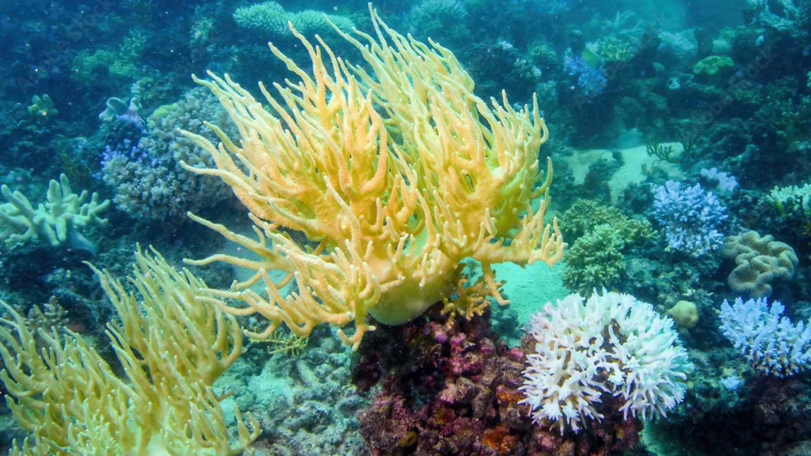 Quase metade das espécies de corais tropicais está em perigo de extinção