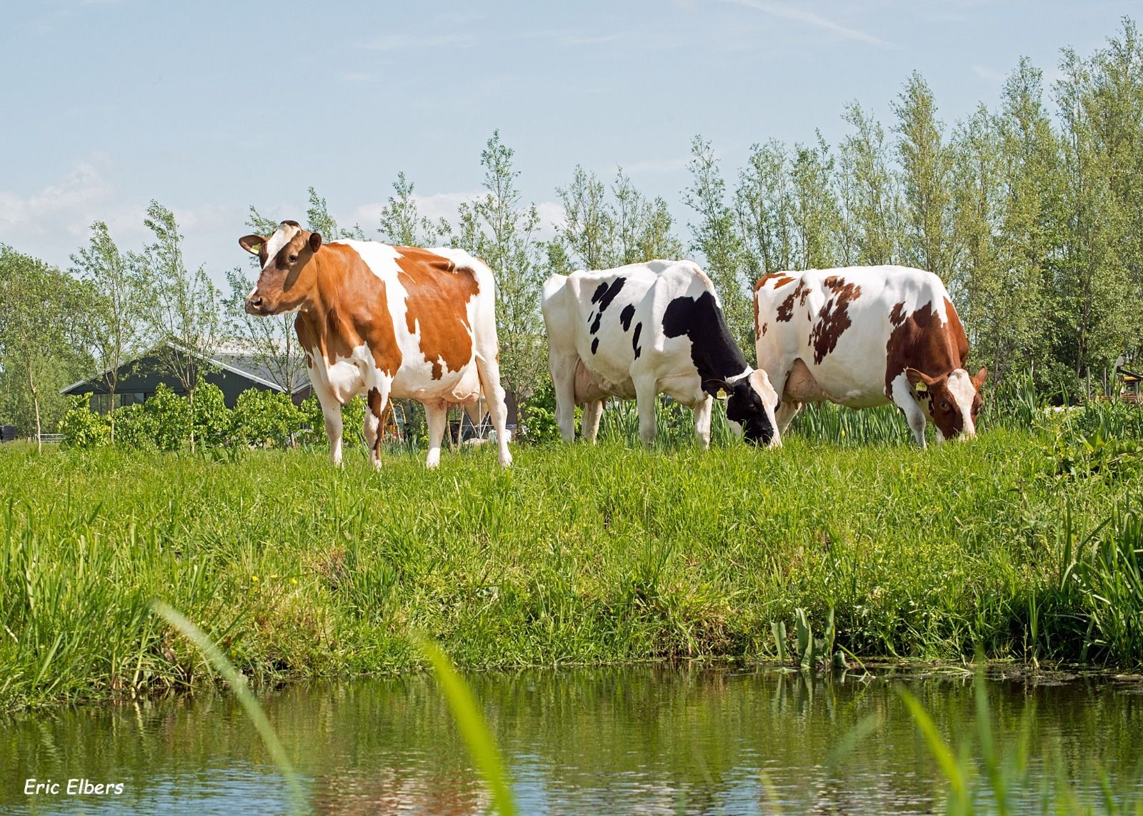 A gordura hidrogenada é uma excelente ferramenta para melhorar o desempenho das vacas leiteiras