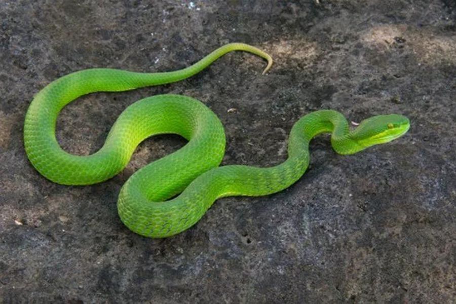 Cobra com pênis bifurcado pode ser uma ameaça aos seres humanos