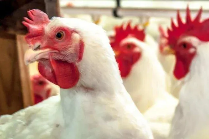 Gripe aviária: MG descarta 450 toneladas de ovos comprados no Sul do país