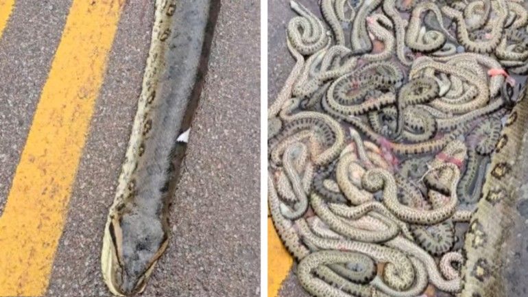 Sucuri grávida é atropelada e ejeta dezenas de filhotes em rodovia de Mato Grosso