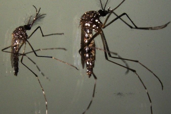 Vacina da dengue: Saúde vai priorizar imunização de crianças e adolescentes