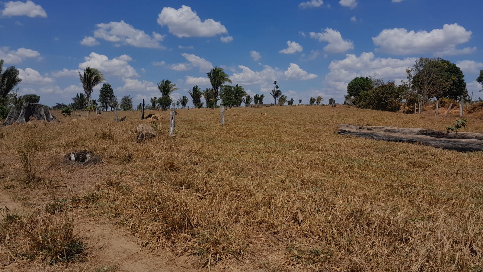 Como recuperar e manter o escore das vacas durante a seca na região Norte?