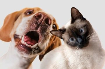 Cachorros e gatos poderão ter carteira de identidade em 2025