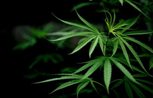 STF retoma julgamento sobre posse de maconha para consumo pessoal