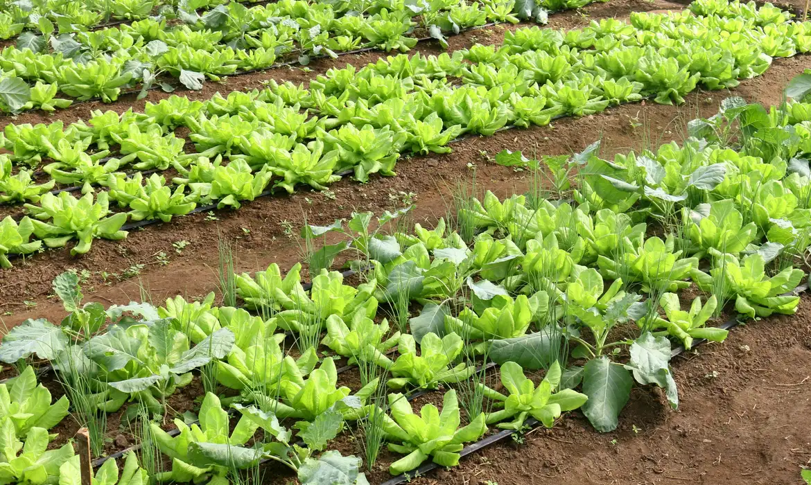 Parceria destina R$ 299 milhões para agricultura familiar na Bahia