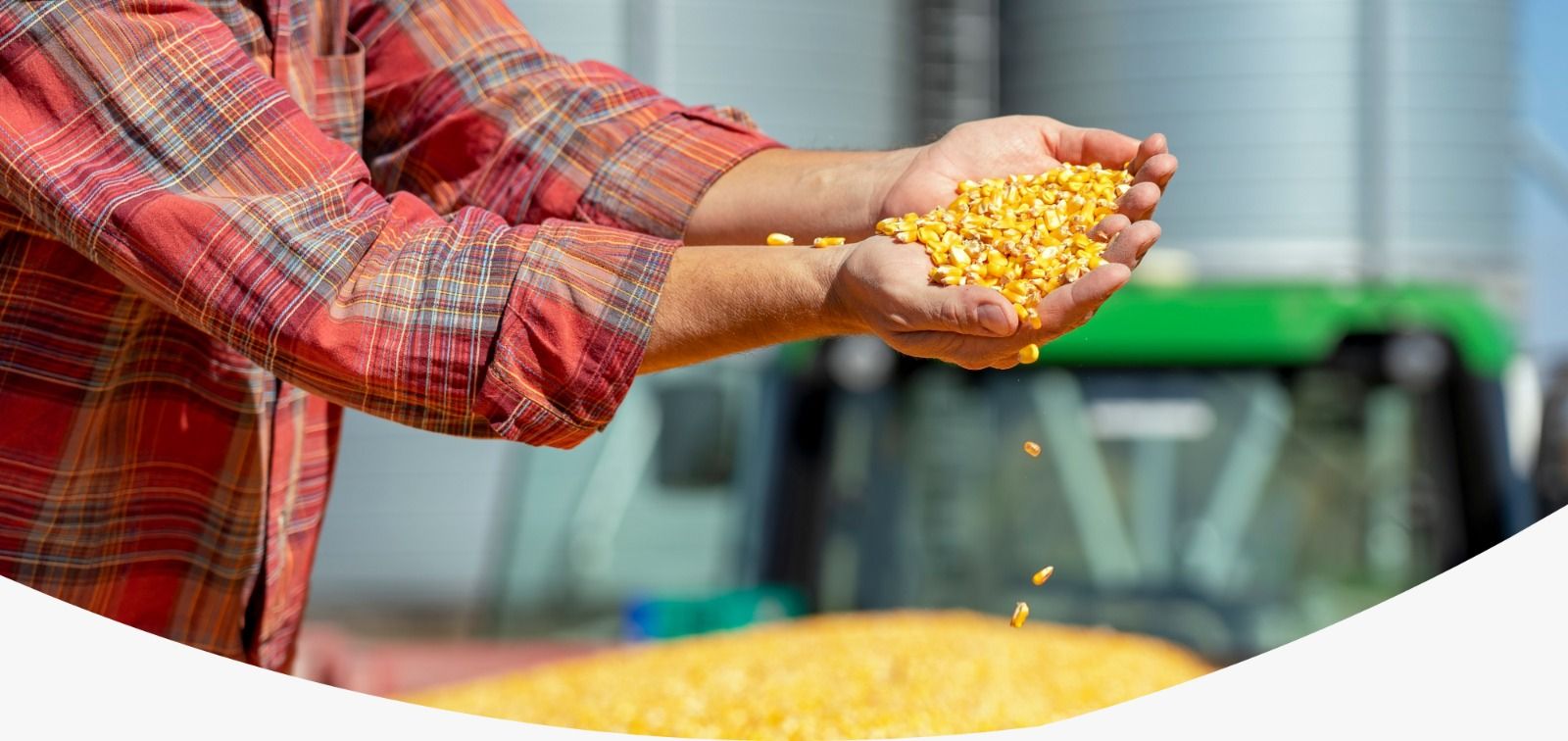 Contaminação por micotoxinas afeta até 69% das amostras de insumos e rações para alimentação animal, aponta pesquisa global da Selko