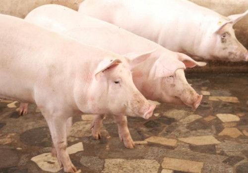 Vacinação contra peste suína clássica bate recorde de cobertura em Alagoas