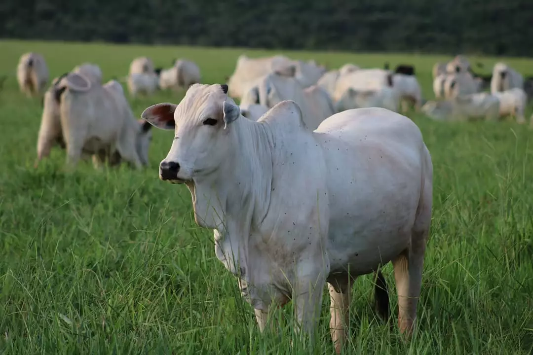 Chegada das chuvas na região Norte acende alerta para pecuaristas