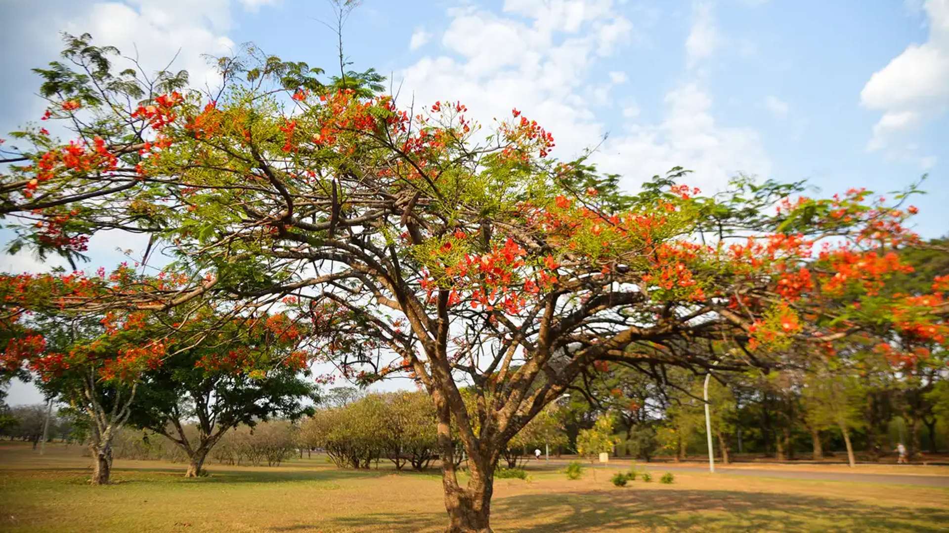 Meteorologia: confira a previsão do tempo para a primavera, que começa no domingo