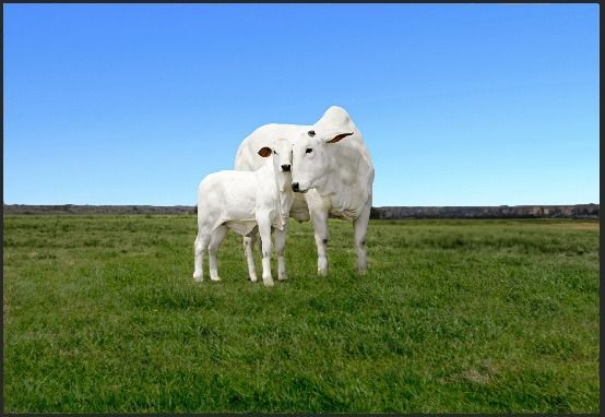 Suplementos à base de óleos essenciais elevam em até 16% a taxa de prenhez de vacas