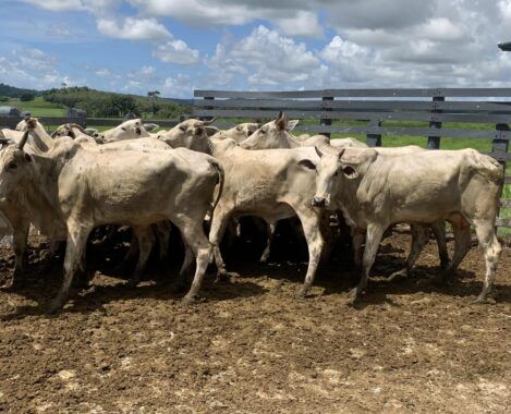 AMA comemora reconhecimento de Alagoas como zona livre da febre aftosa sem vacinação Agricultura