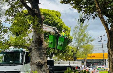 Prefeitura intensifica poda de árvores para prevenir transtornos na quadra chuvosa