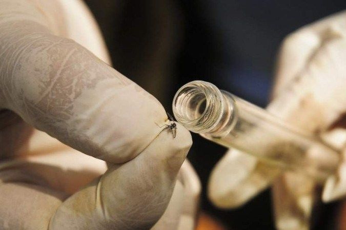 Dengue: Ministério da Saúde define estratégia de vacinação nesta segunda