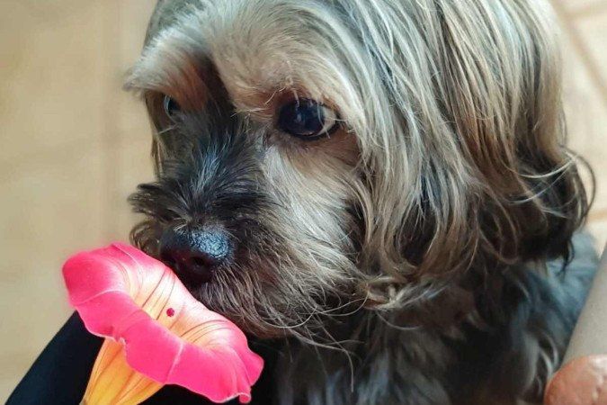 Novembro azul: câncer de próstata também pode atingir animais de estimação