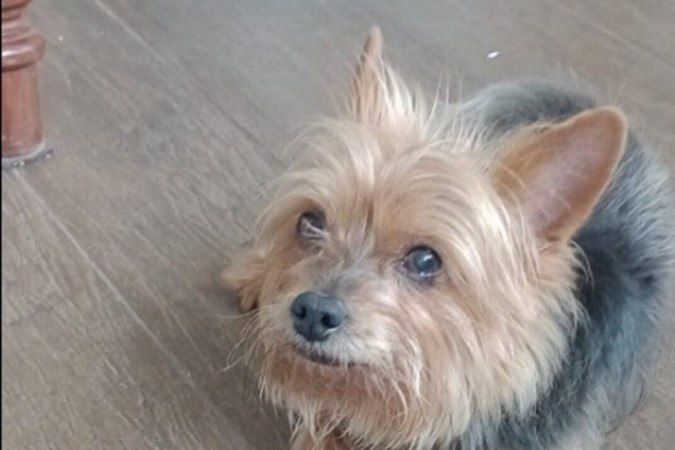 Família reencontra cachorro dado como morto por pet shop