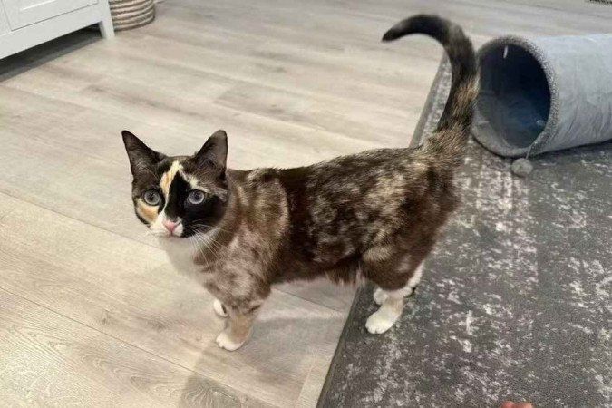 Gata enviada por engano pelo correio sobrevive após seis dias de viagem