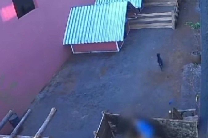 Por que a criança que matou animais no Paraná não pode ser punida?