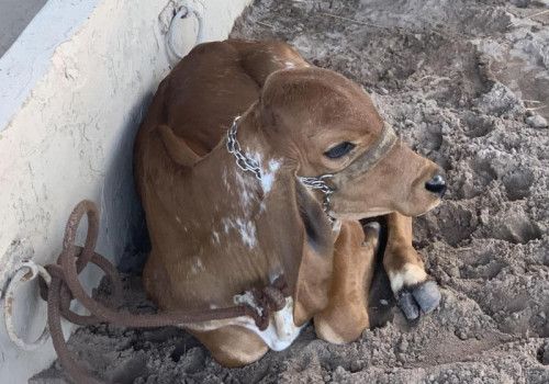 Vacinação contra aftosa é prorrogada até 17 de dezembro