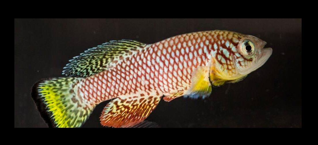 Peixe guarda segredo que pode fazer humanos viverem 400 anos