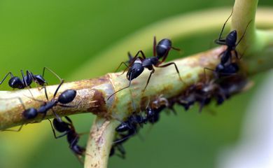 Estudo com formigas revela efeitos do pasto na diversidade amazônica