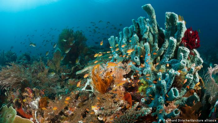 ONU alcança acordo histórico para proteger oceanos