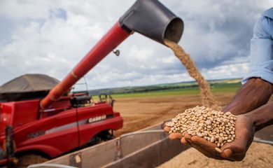 Aumento da temperatura vai afetar a produção de feijão no Brasil