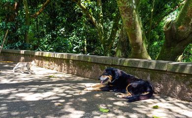 Cães e gatos também são considerados espécies invasoras no Brasil