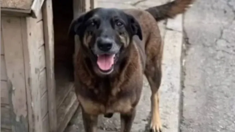 Adolescentes suspeitos de matar o cão Orelha voltam ao Brasil