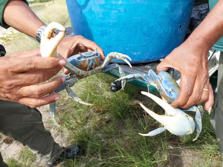 Ibama multa restaurante de PE em R$ 1,6 milhão por oferecer caranguejo ameaçado de extinção