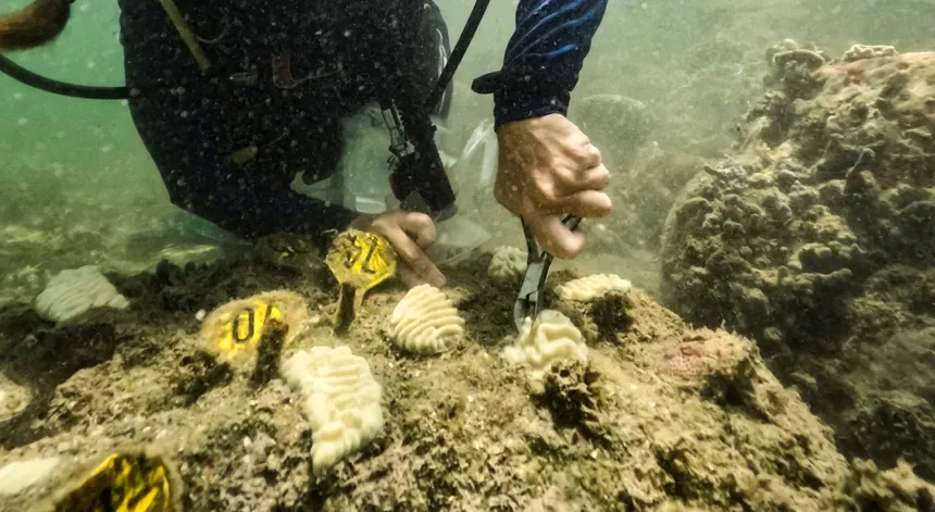 Implicações para o planeta. Estabelecido novo máximo de calor nos oceanos