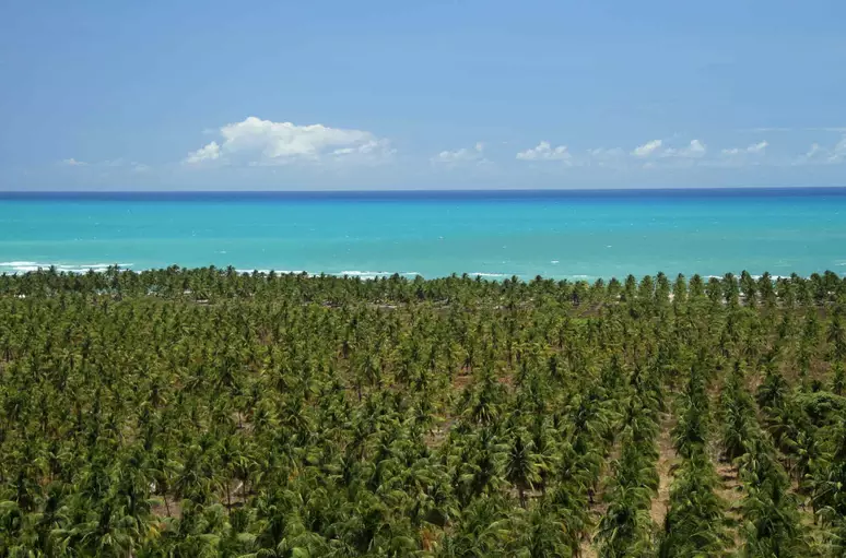 Roteiros imperdíveis pelas praias de Alagoas