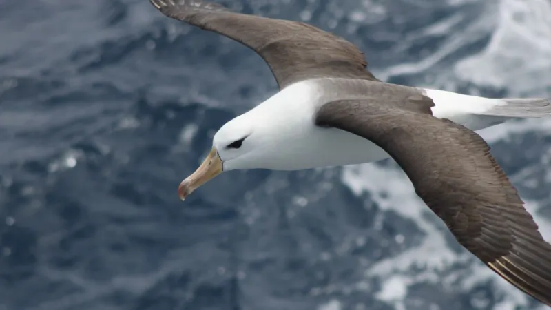Reduzir morte de albatrozes implica mudanças na pesca em alto-mar