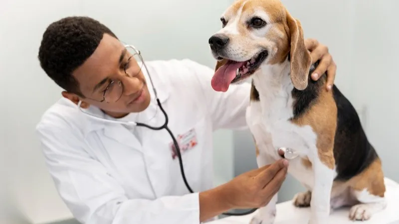 Como identificar e tratar problemas cardíacos em pets