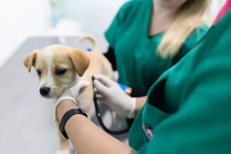 Agressores de animais em Porto Alegre deverão pagar despesas de saúde veterinária