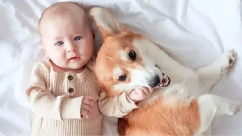 Convivência com cães protege crianças contra doença respiratória