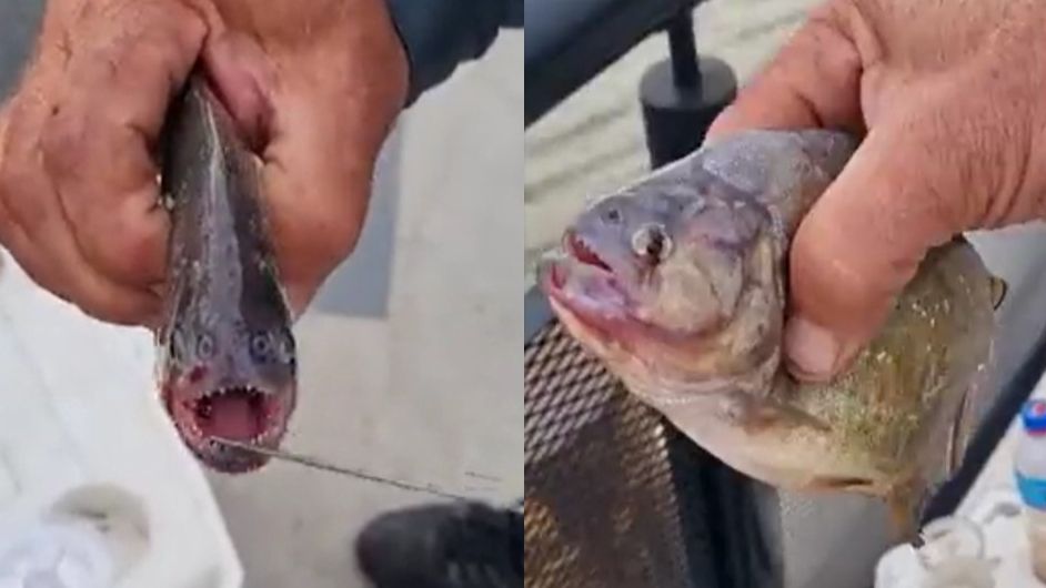 Pescadores encontram piranhas nas ruas de Porto Alegre