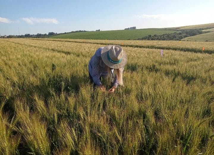 Trigo com manejo biológico é mais saudável para o consumidor e econômico para o agricultor 