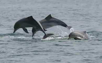 Estudo detecta bactéria da leptospirose em golfinhos e lobos-marinhos