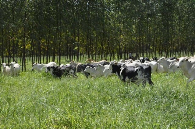 Com produção recorde e queda de preço, consumo de carne bovina volta a crescer no Brasil