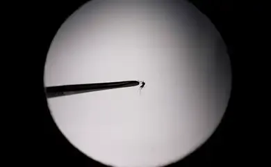 Startup propõe uso de drones para combater mosquito da dengue