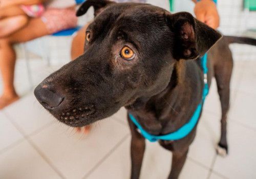 Secdef promove Feira de Adoção de Animais na Ponta Verde, neste domingo (20)