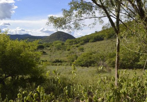 No dia da Caatinga, IMA alerta para a importância da preservação do bioma