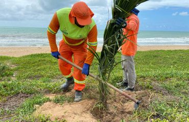 Orla marítima recebe plantio de coqueiros com preservação da vegetação local