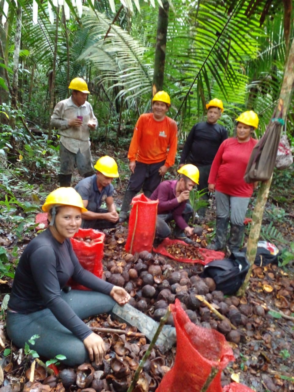 A economia da floresta em pé
